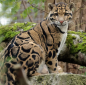 Preview: Diamond Painting Nebelparder Grosskatze